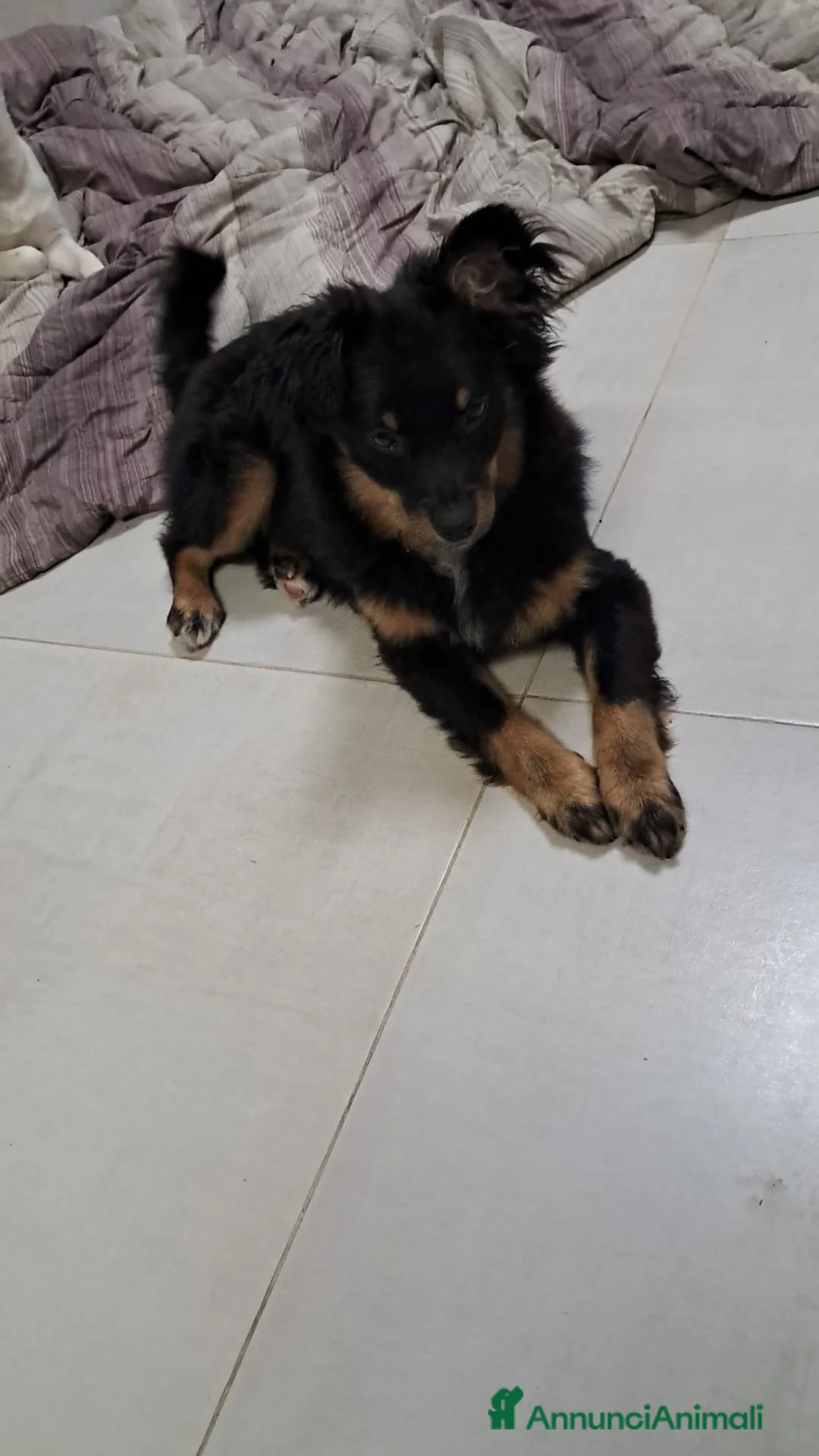 Meticcio cani in regalo: Jacopino - Annuncio 1