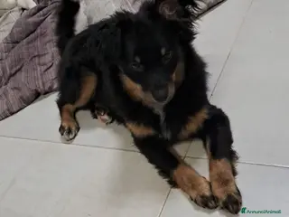 Meticcio cani Jacopino - Annuncio 22