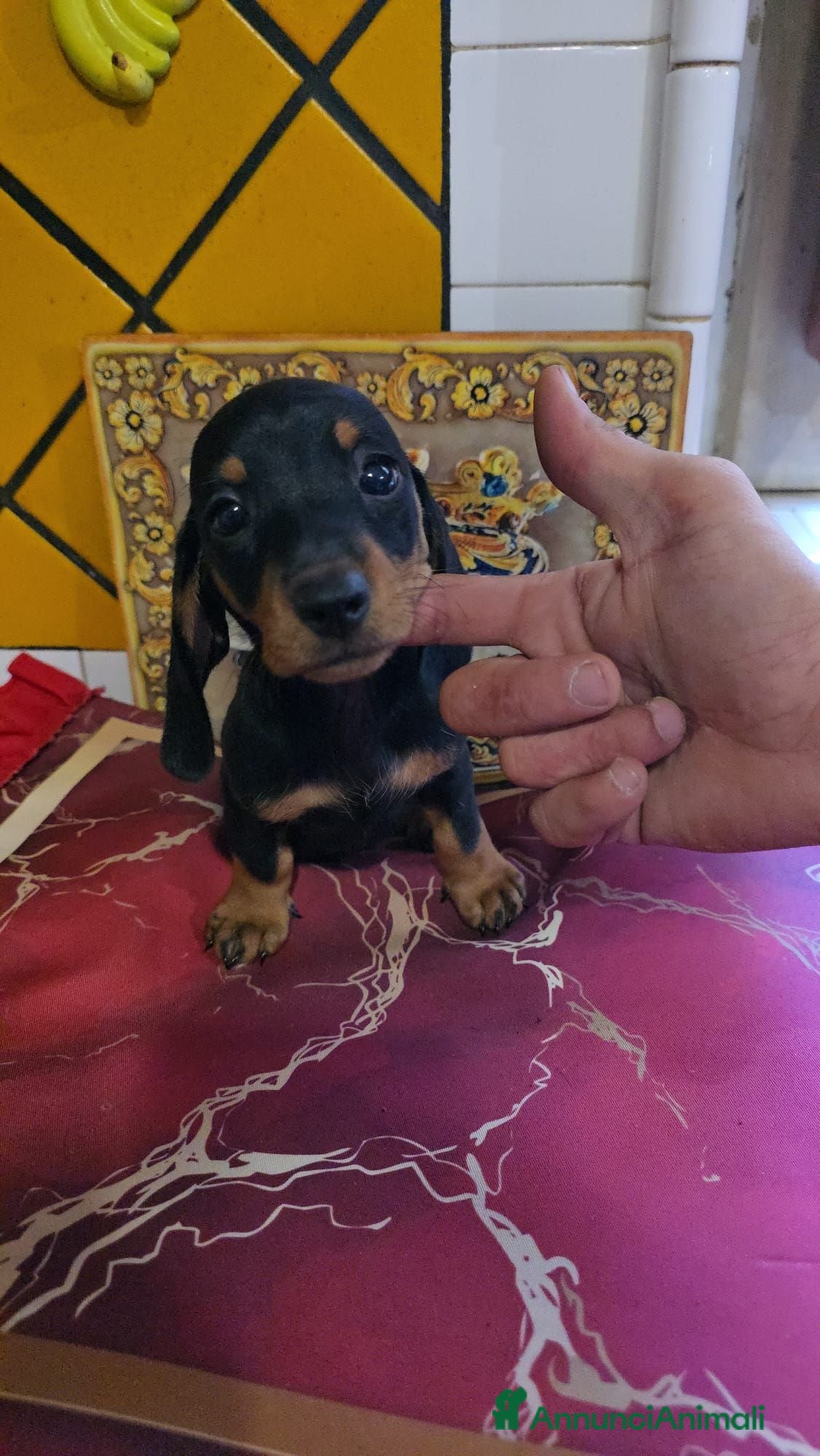 Bassotto Nano cani Cuccioli di bassotto  - Annuncio 29
