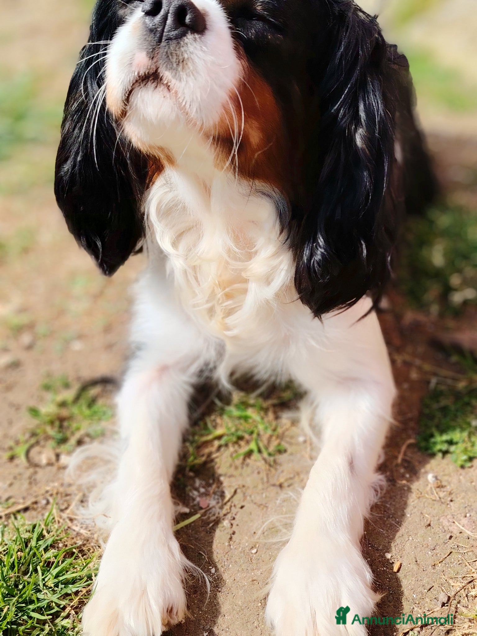 Cavalier King cani Cavalier King - Annuncio 1