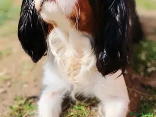 Cavalier King cani Cavalier King - Annuncio 3