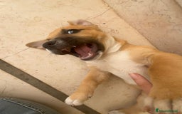 Meticcio cani in regalo: Cuccioli cercano casa - Immagine 5