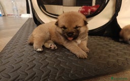 Shiba Inu cani in vendita: Vendo meravigliosa cucciolata di Shiba  - Annuncio 3