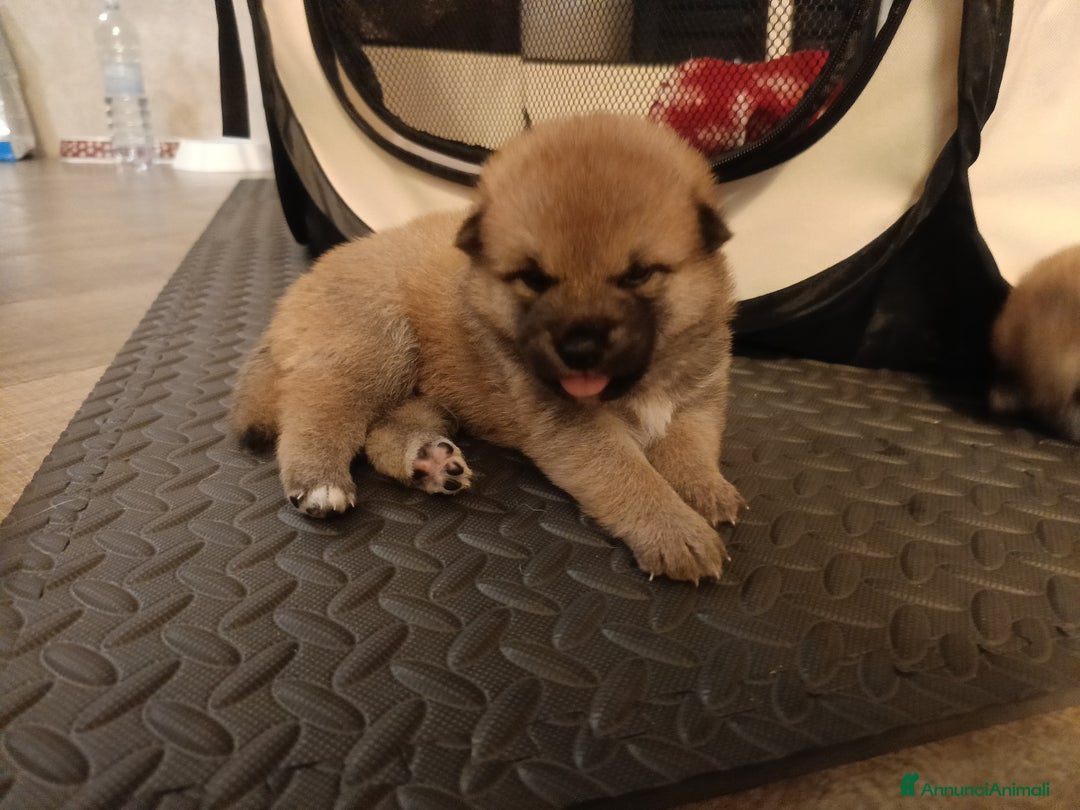 Shiba Inu cani in vendita: Vendo meravigliosa cucciolata di Shiba  - Annuncio 3