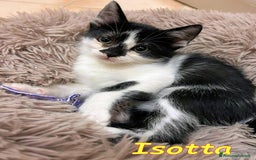 Europeo gatti in regalo: ISOTTA - Immagine 2