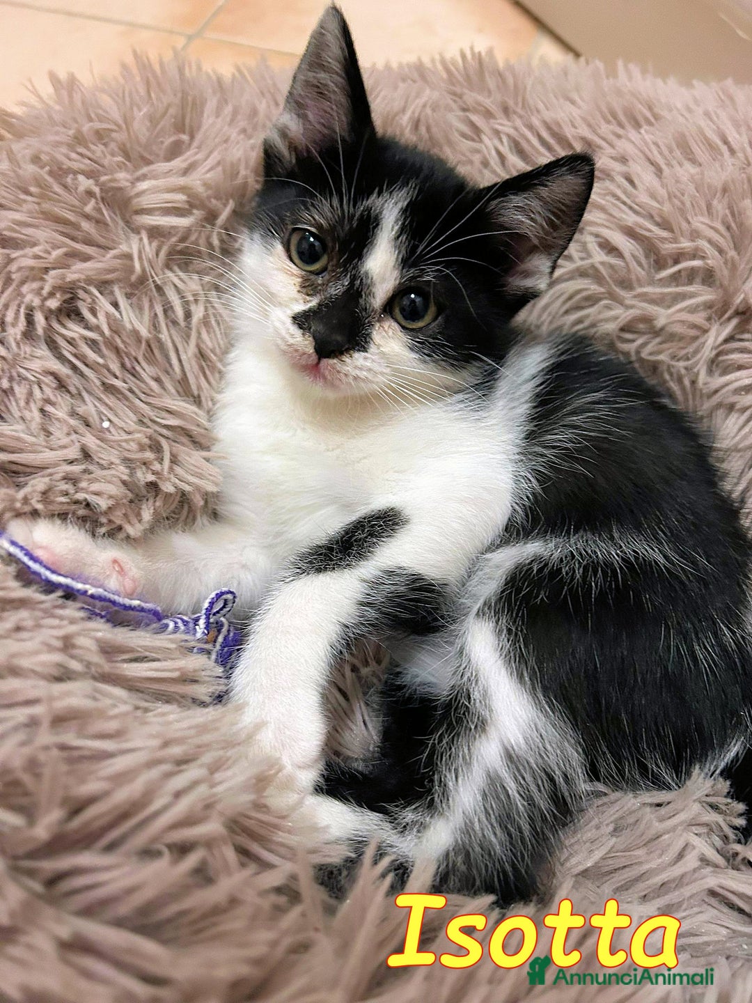 Europeo gatti in regalo: ISOTTA - Immagine 2