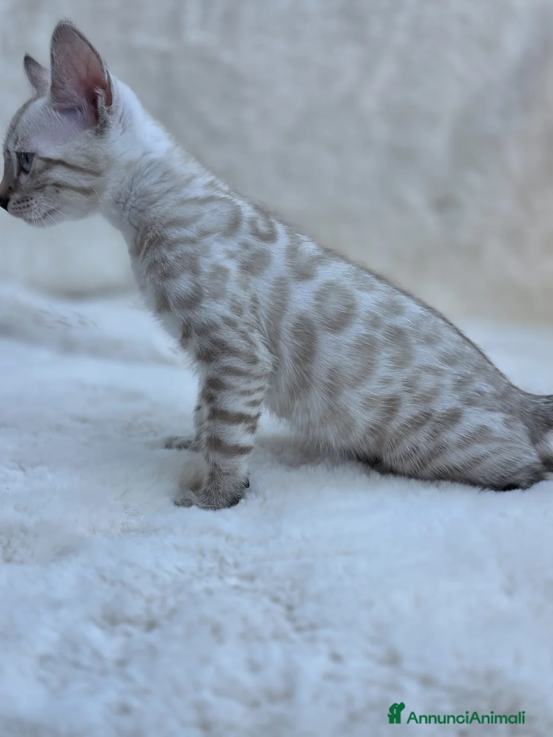 Bengala gatti in vendita: Cucciolo gatto bengala  - Annuncio 2