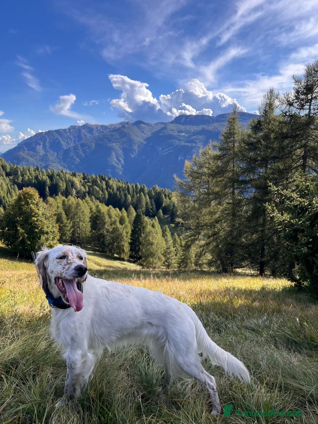 Setter Inglese cani in vendita: Cuccioli di Setter Inglese - Annuncio 5
