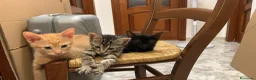 Meticcio gatti in regalo: Piccino, neanche 2 mesi  - Annuncio 3