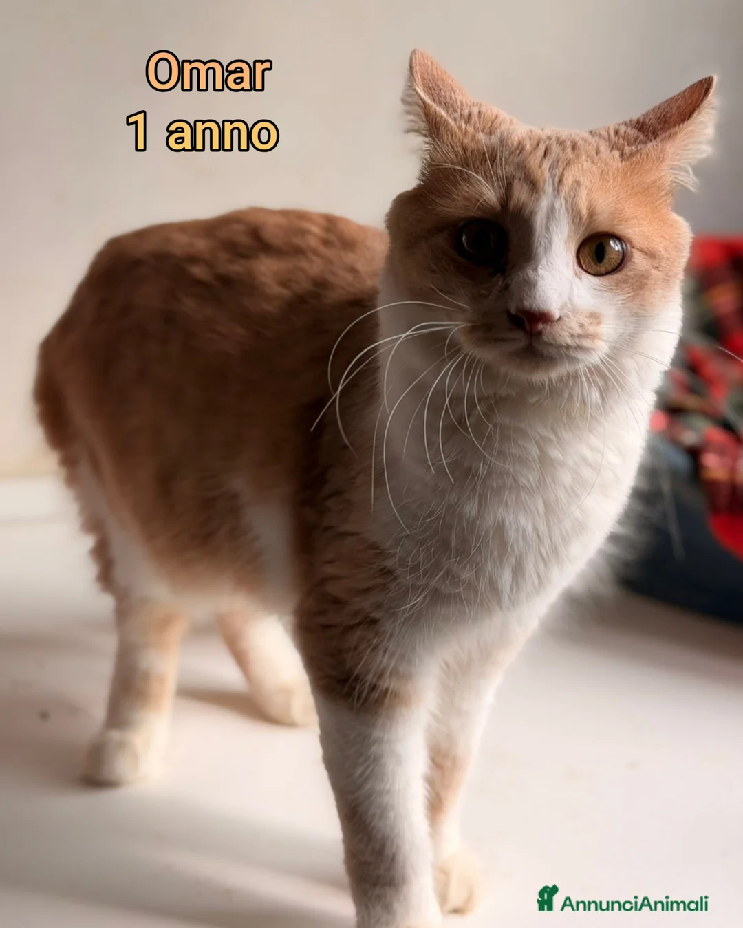 Altre razze gatti in regalo: SERVONO ADOZIONI X SALVARLI - Annuncio 5