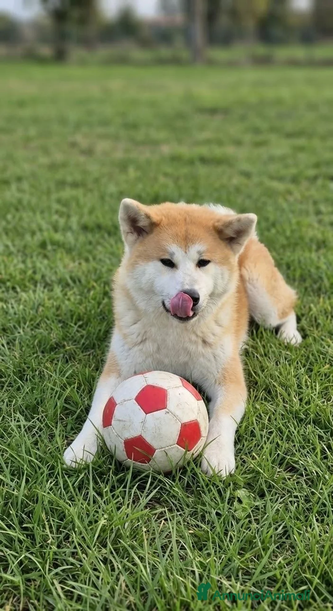 Shiba Inu cani in vendita: Un cucciolone in cerca di casa - Annuncio 3