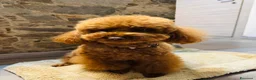 Barboncino cani in vendita: Barboncino con pedigree ENCI - Annuncio 1