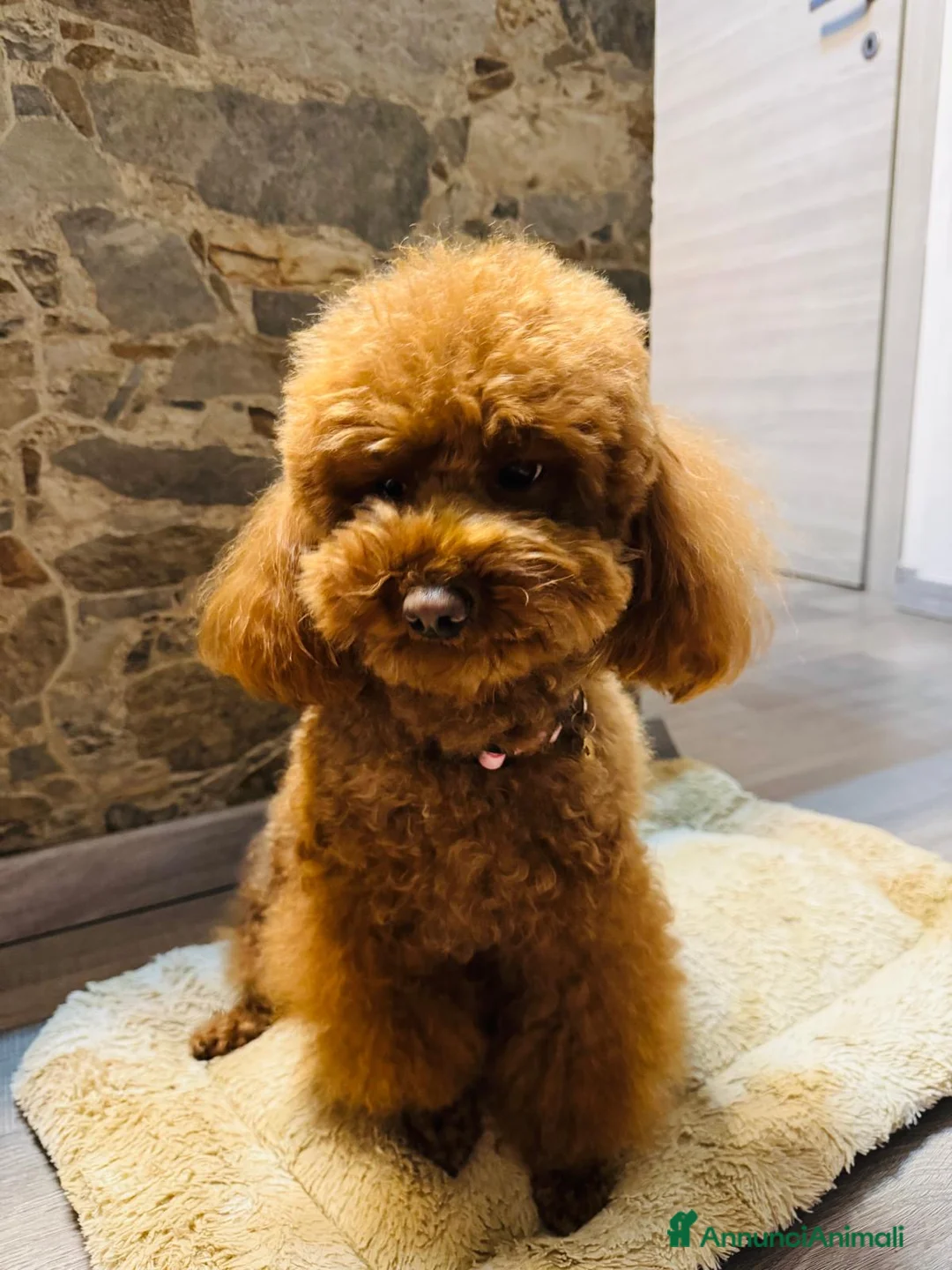 Barboncino cani in vendita: Barboncino con pedigree ENCI - Annuncio 1