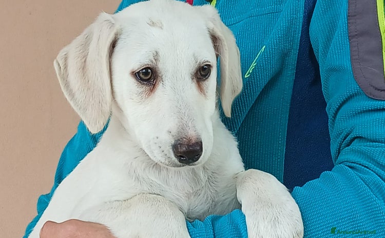 Meticcio cani a Città metropolitana di Roma Capitale - Annuncio 12