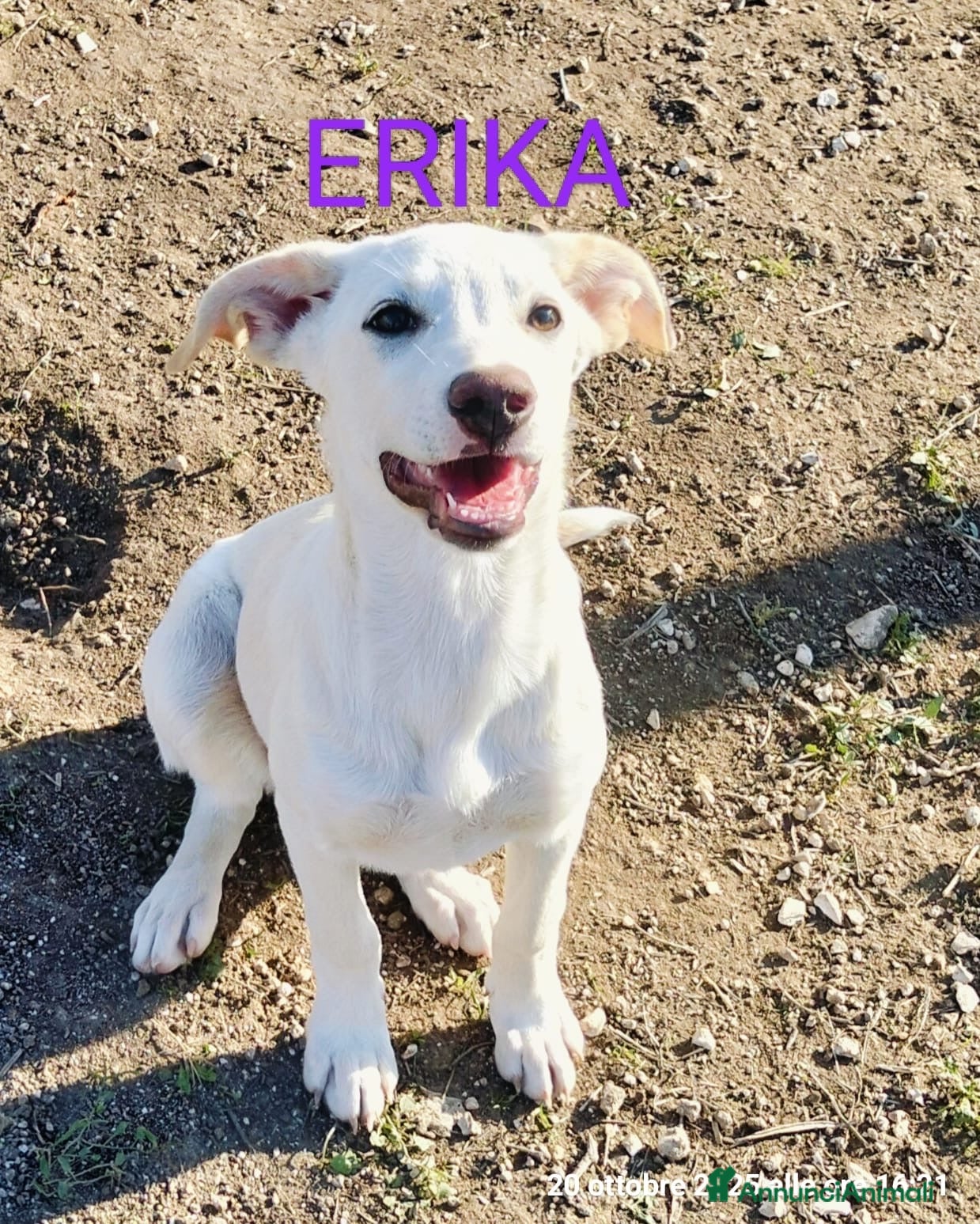 Meticcio cani Erika una cucciola da adottare  - Annuncio 17