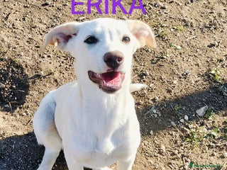 Meticcio cani Erika una cucciola da adottare - Annuncio 17