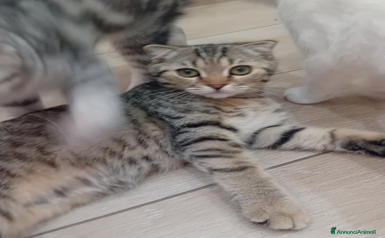 Scottish gatti a Provincia di Piacenza - Annuncio 2