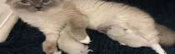 Ragdoll gatti in vendita: Ragdoll _ n.1 cucciolo M & n.1 cucciola F 16/04/26 - Annuncio 2
