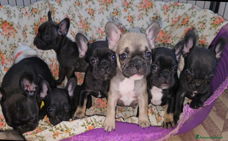 Bulldog Francese cani a Provincia di Vicenza - Annuncio 5