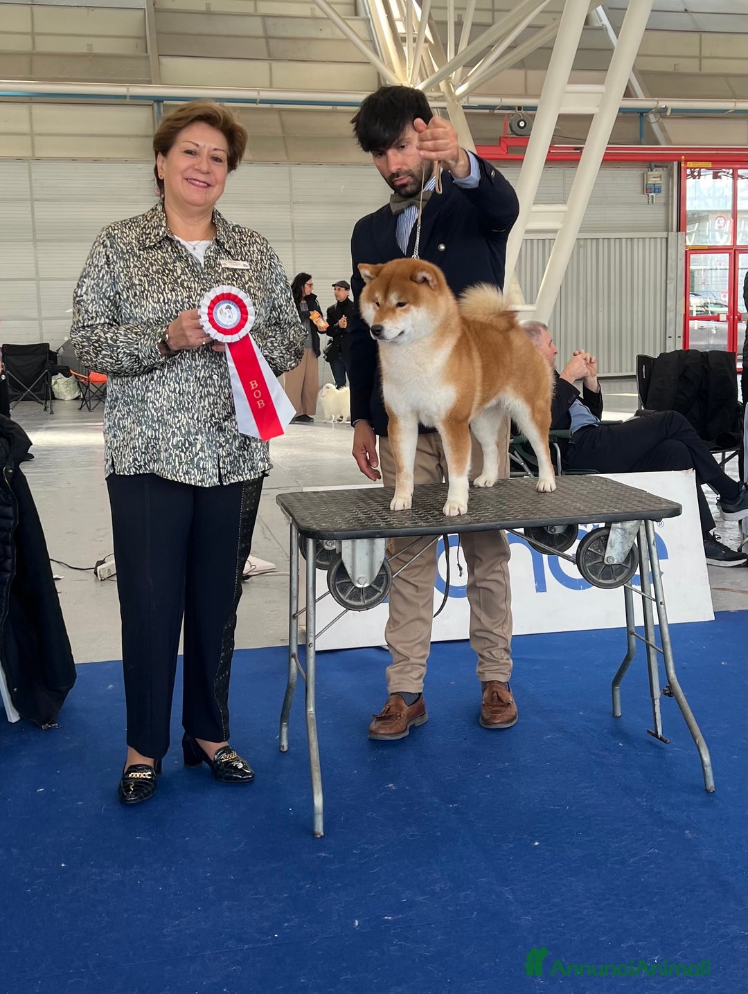 Shiba Inu cani in vendita: Shiba inu cuccioli  - Annuncio 13