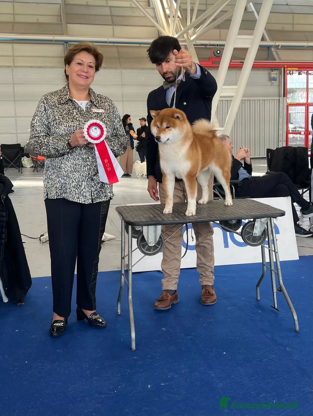 Shiba Inu cani in vendita: Shiba inu cuccioli  - Annuncio 6