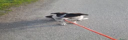 Meticcio cani in regalo: Dolce Kiki aspetta una FAMIGLIA vera!!!! a Città Metropolitana di Torino - Annuncio 4