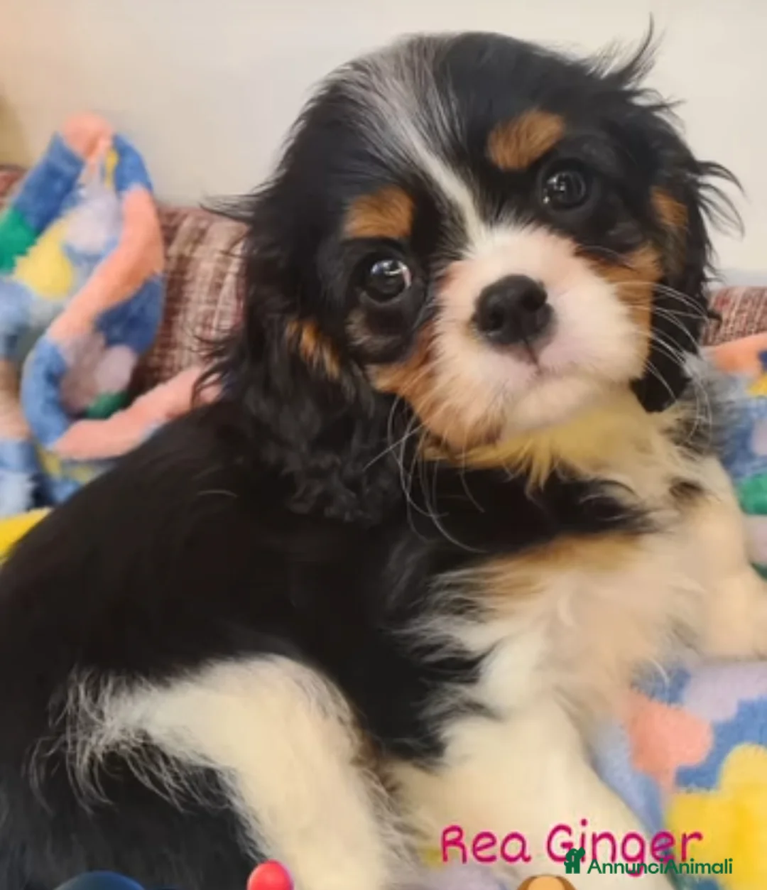 Immagine della galleria {{count}}