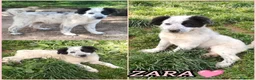 Meticcio cani in regalo: ZARA MIX SETTER/BORDER COLLIE  a Provincia di Varese - Annuncio 2