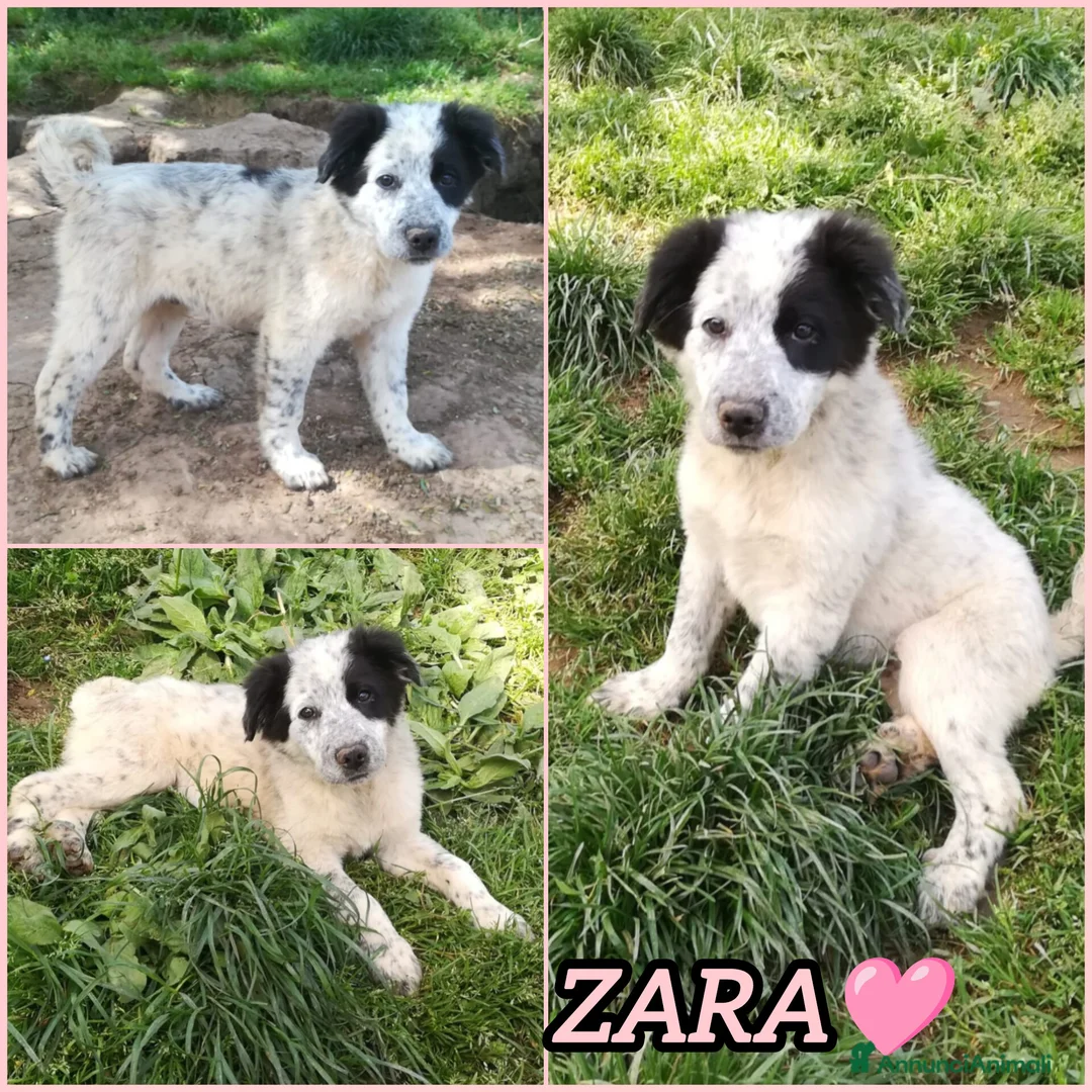 Meticcio cani in regalo: ZARA MIX SETTER/BORDER COLLIE  a Provincia di Varese - Annuncio 2