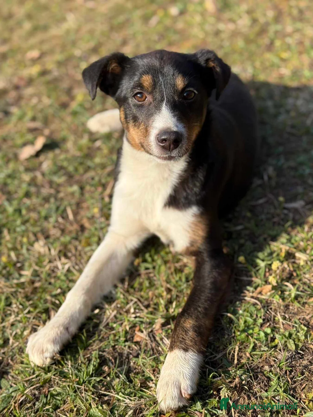 Meticcio cani in regalo: VIOLA, cucciola bella come il sole! - Annuncio 7