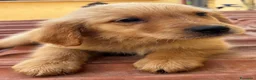 Golden Retriever cani in vendita: Golden Retriever americani - Annuncio 5