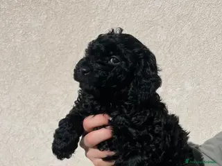 Barboncino cani Disponibili barboncini colore nero - Annuncio 14