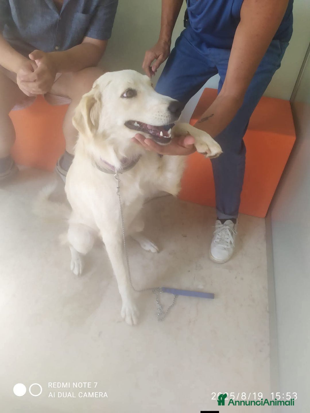 Meticcio cani in regalo: Gina 2anni mix Labrador ok gatti. SOS SICILIA  - Annuncio 5