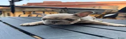 Bulldog Francese cani in vendita: Bulldog Francese Lilac Fawn - Annuncio 16