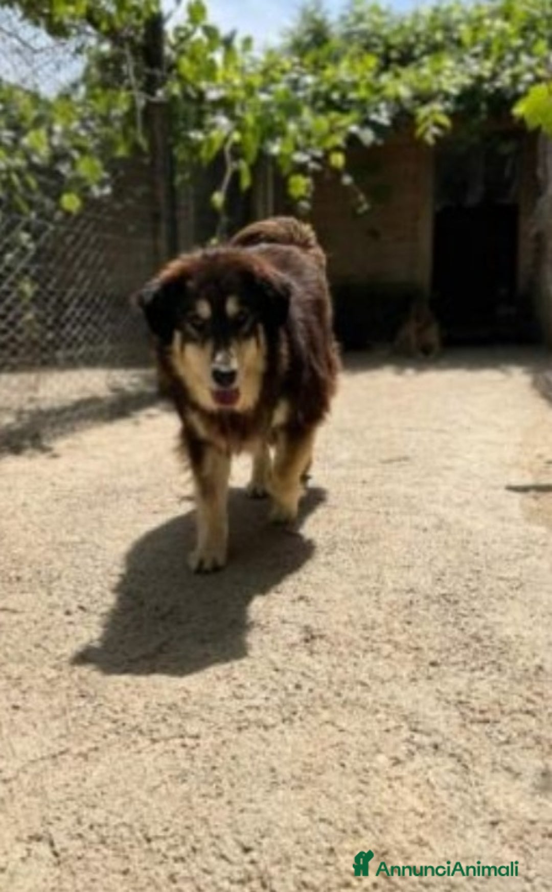 Meticcio cani in regalo: Lady 5anni medio grande salvata in 1lager.ROMA a Città metropolitana di Milano - Annuncio 4