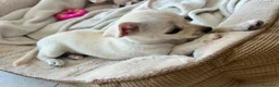 Chihuahua cani in vendita: Chihuahua  - Annuncio 2