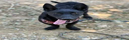 Meticcio cani in regalo: ELIO, fantastico lupetto mignon! TG MEDIO PICCOLA - Annuncio 5