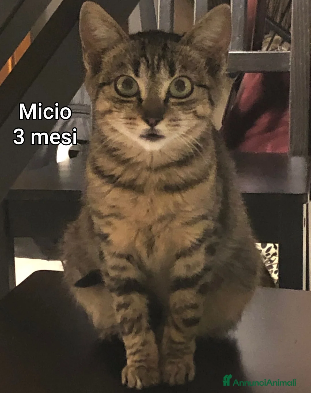 Altre razze gatti in regalo: MICINI, URGENTE: TEMPO SCADUTO  - Annuncio 3