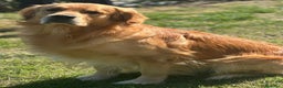 Golden Retriever cani per accoppiamento: Cerco fidanzata - Annuncio 9