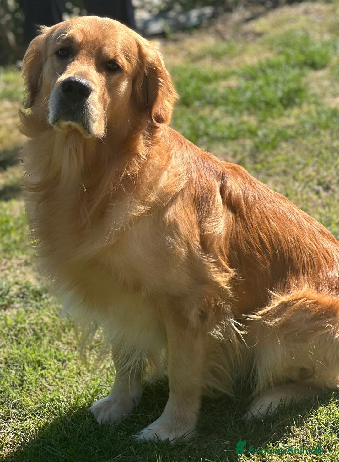 Golden Retriever cani per accoppiamento: Cerco fidanzata - Annuncio 9