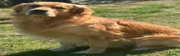 Golden Retriever cani per accoppiamento: Cerco fidanzata - Annuncio 9