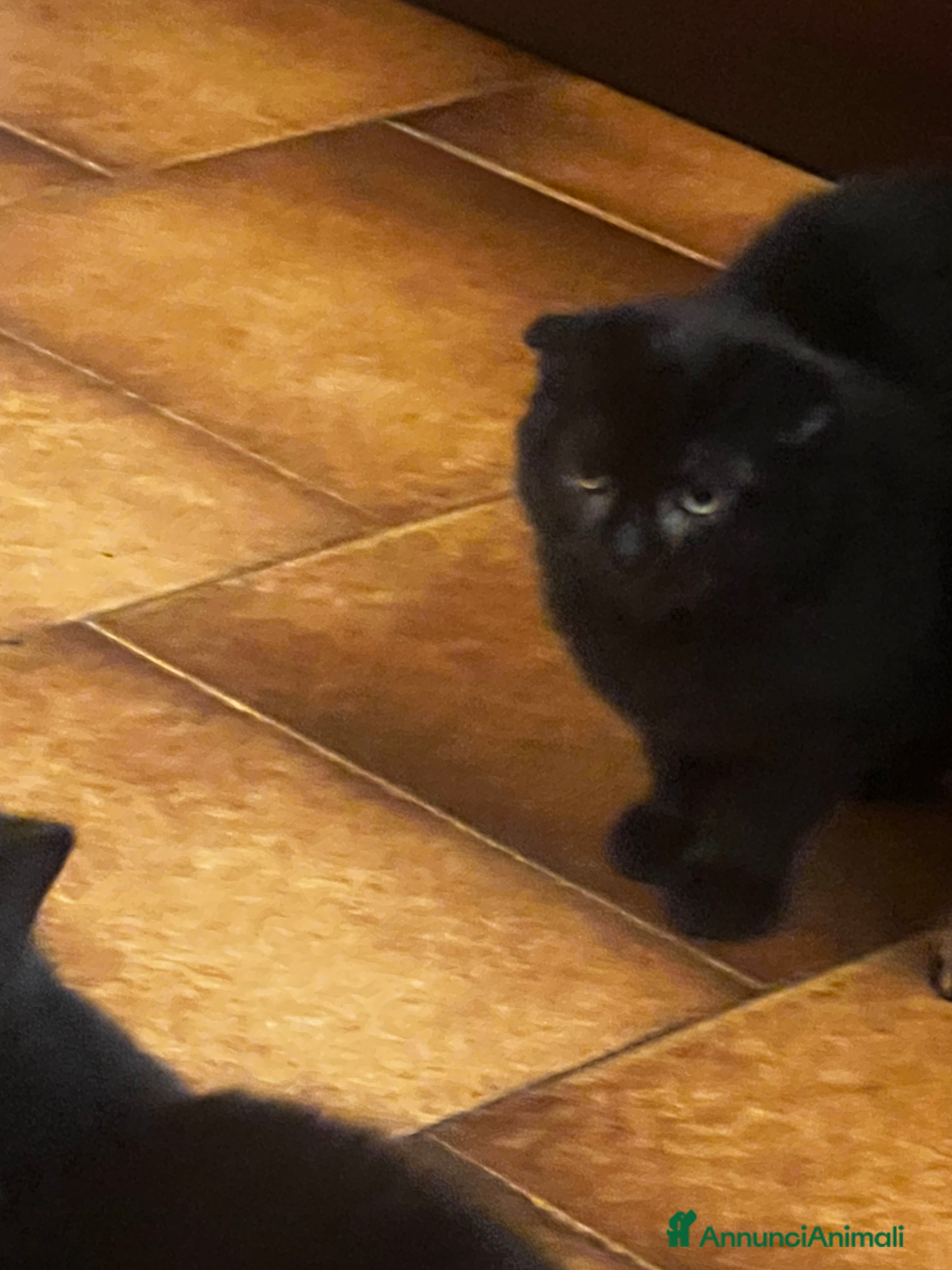 Scottish gatti Cuccioli scottish - Annuncio 14