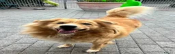 Meticcio cani in regalo: DIOR CAGNOLINO FULVO - Annuncio 3