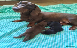 Bassotto cani in vendita: Cuccioli bassotto nano  a Provincia di Ferrara - Immagine 1