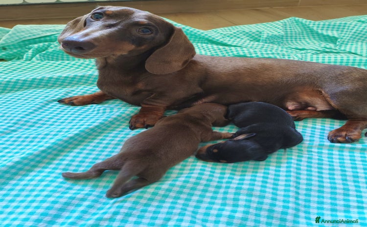 Bassotto cani a Provincia di Ferrara - Annuncio 7