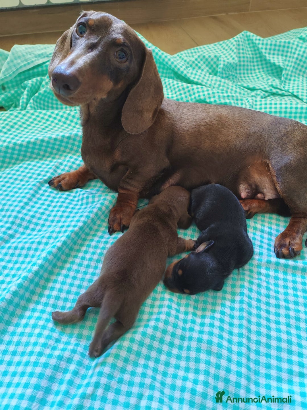 Bassotto cani in vendita: Cuccioli bassotto nano  a Provincia di Ferrara - Immagine 1