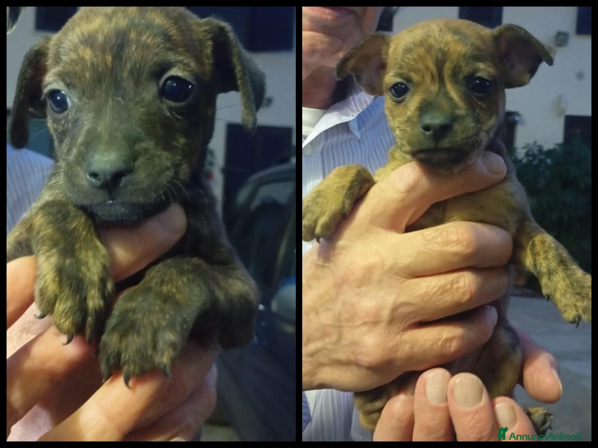 Meticcio cani Due maschietti, taglia piccola! (10kg) - Annuncio 25