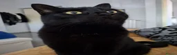 Meticcio gatti in regalo: GATTO NERO  a Provincia di Crotone - Annuncio 2