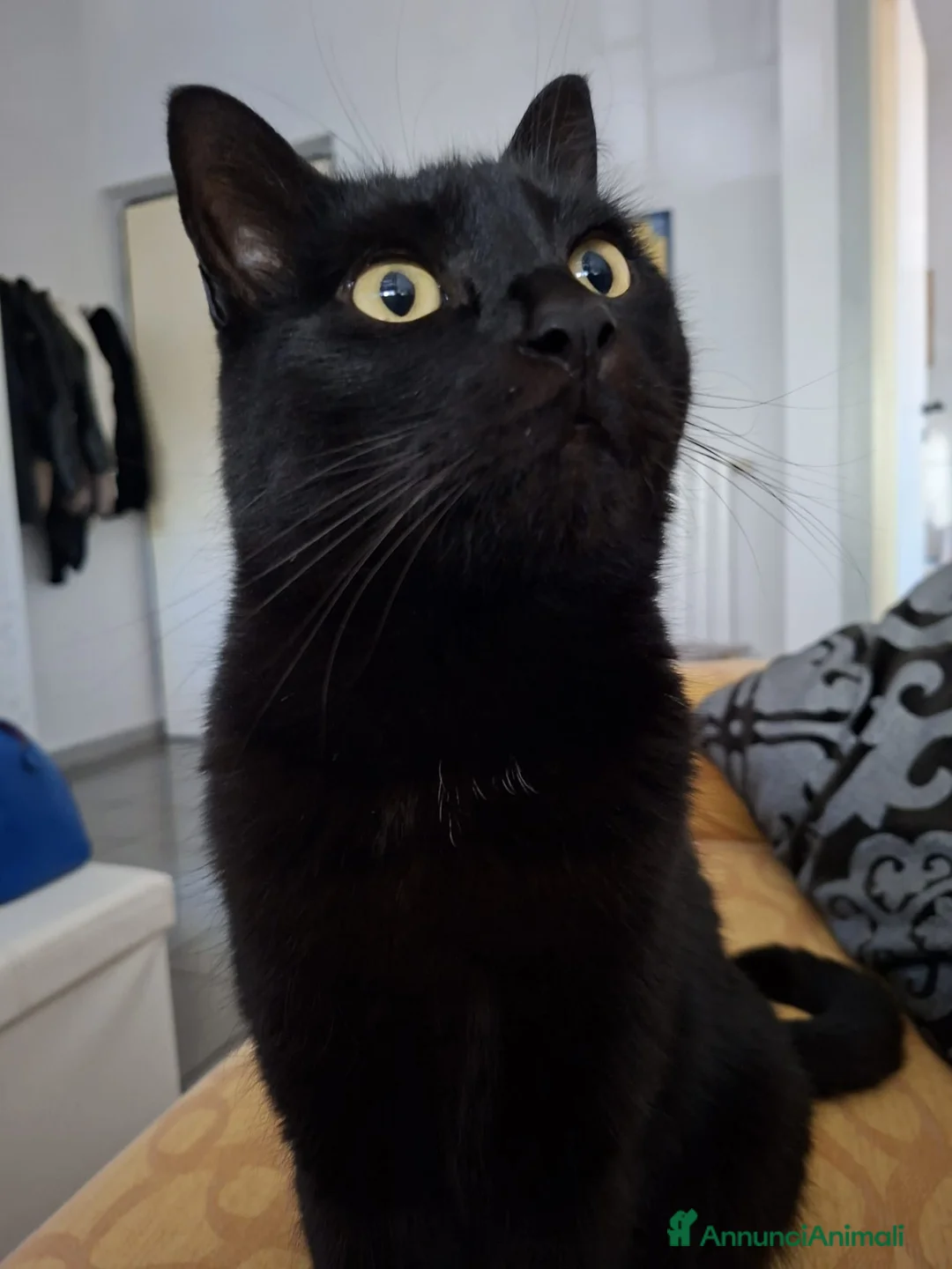 Meticcio gatti in regalo: GATTO NERO  a Provincia di Crotone - Annuncio 2