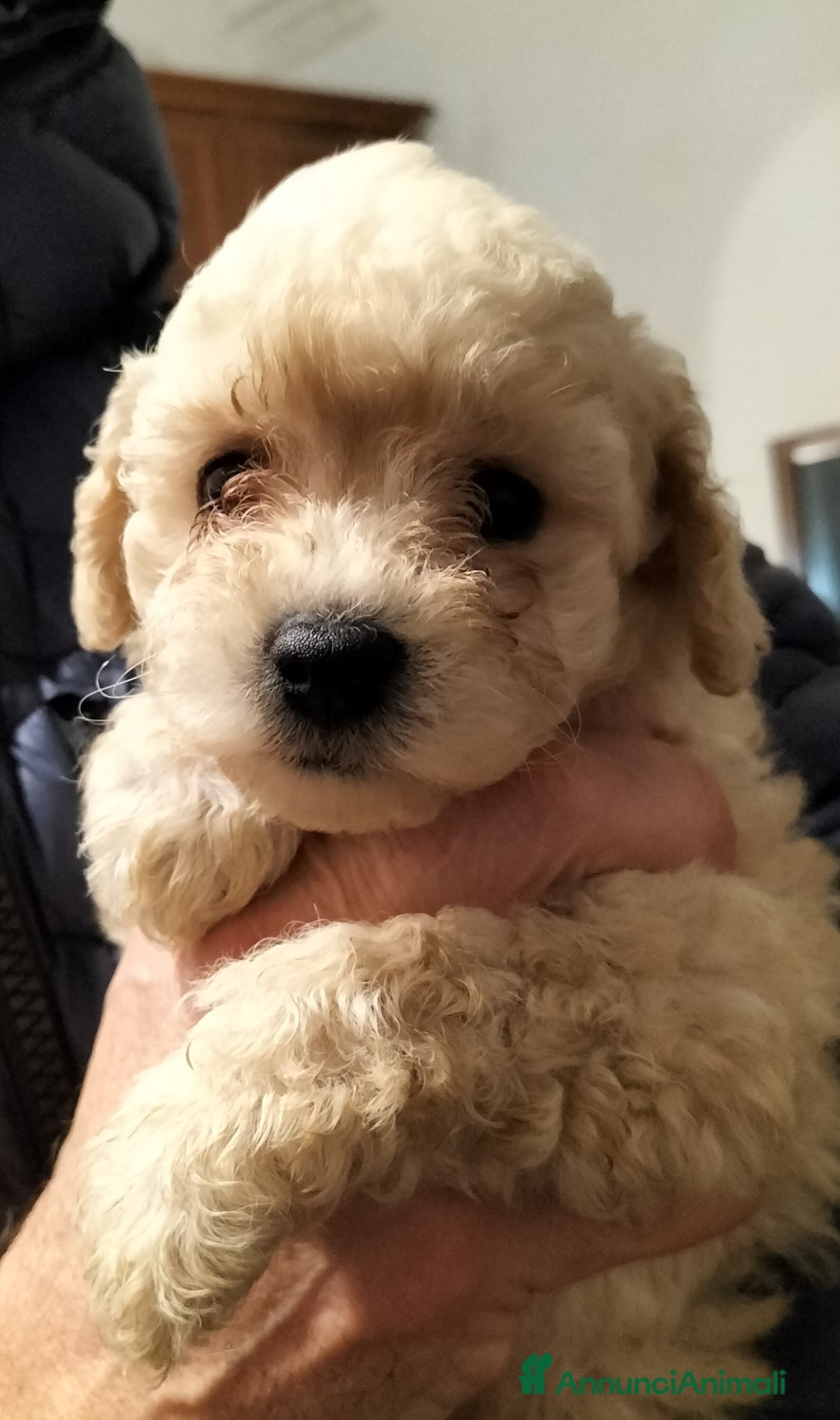 Barboncino cani in vendita: Barboncini nani  - Annuncio 6